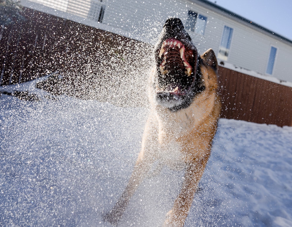 anti barking device