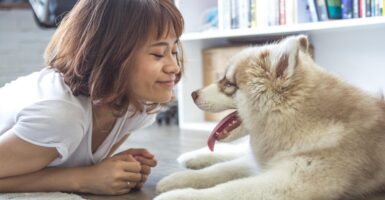 dog study pets