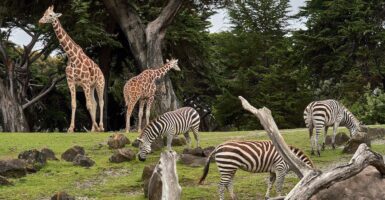 best zoos in the u.s.