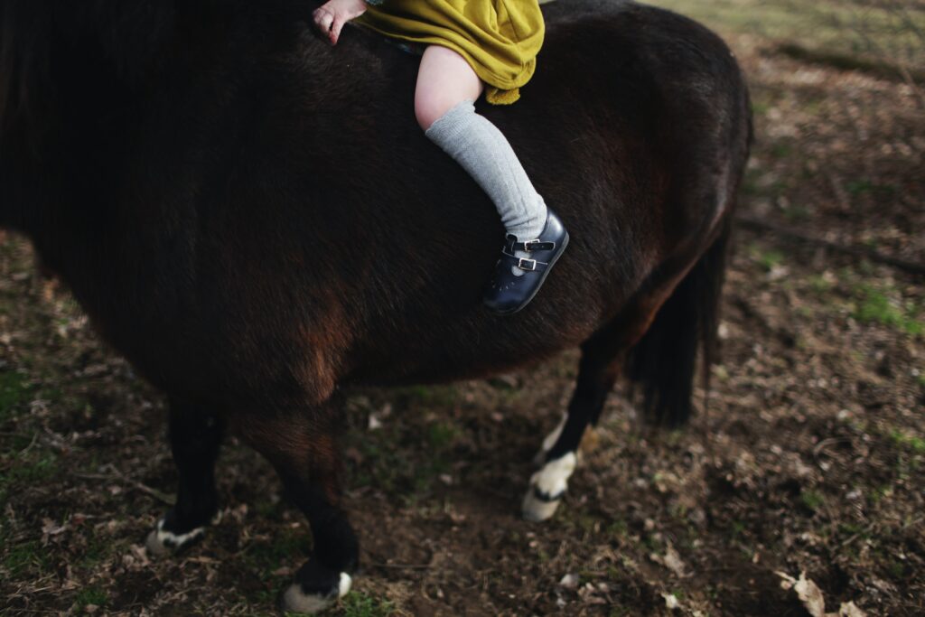 einstein horse