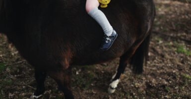 einstein horse