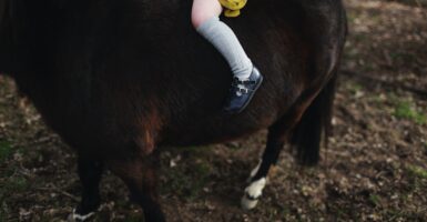 einstein horse