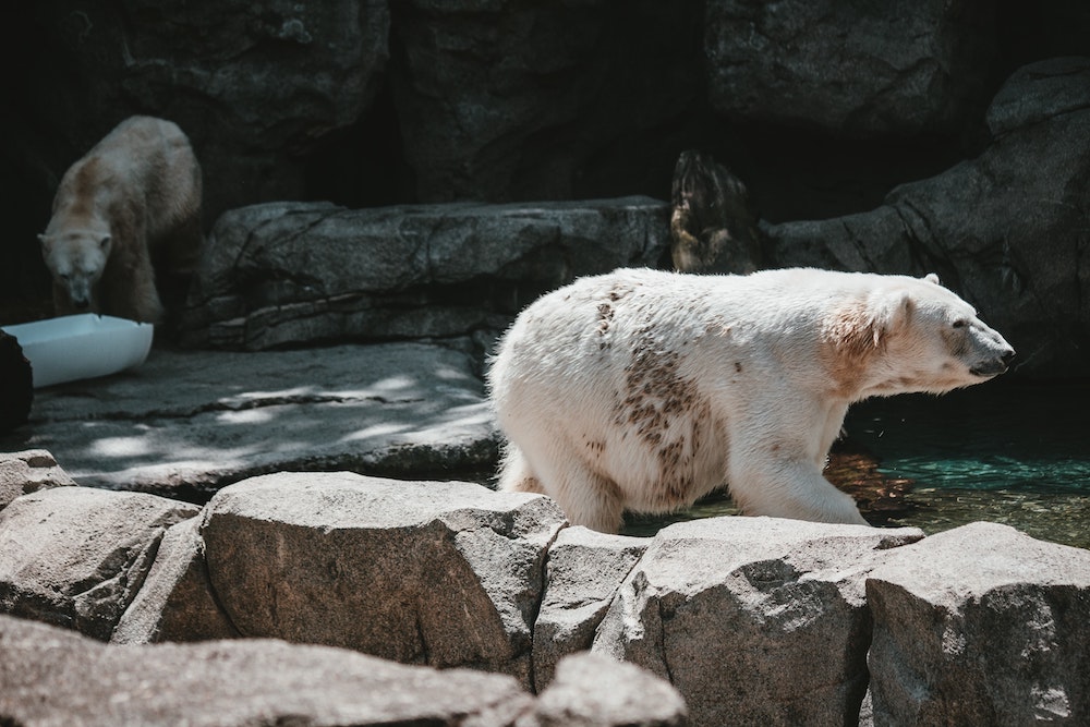 Best Zoos in the U.S.