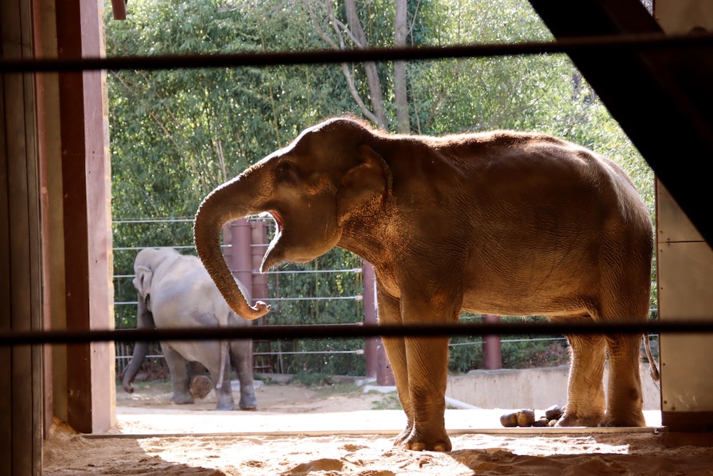 Best Zoos in the U.S.