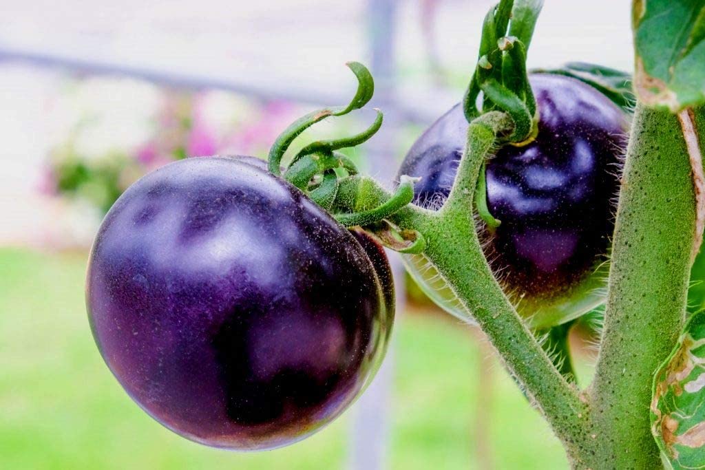 purple tomato