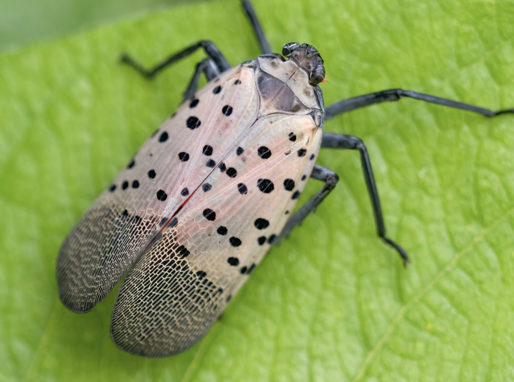 spotted laternfly