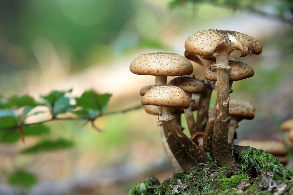 flour mushrooms