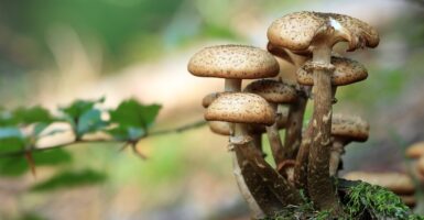 flour mushrooms