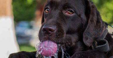 dog water bottle