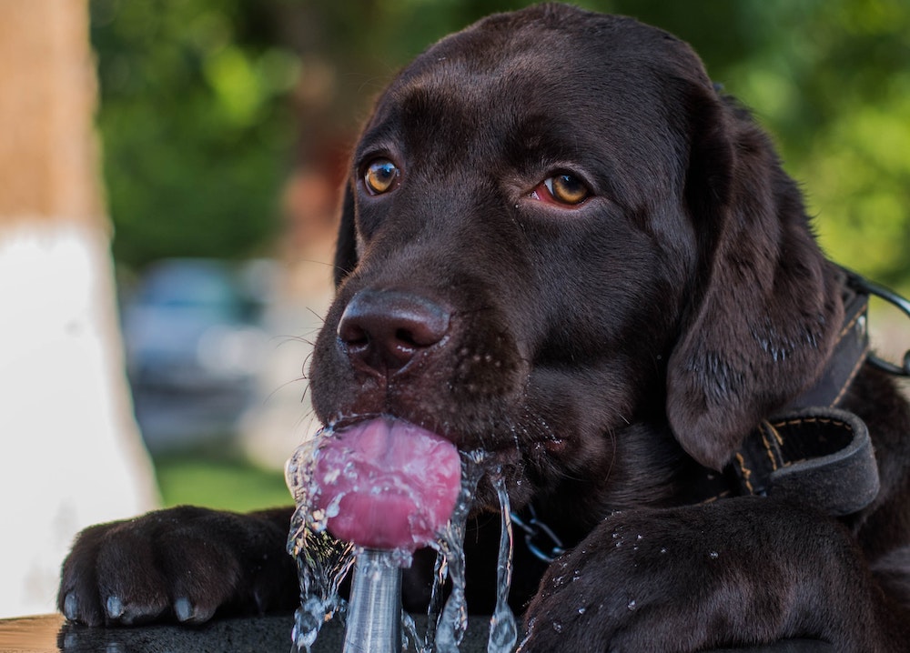 dog water bottle