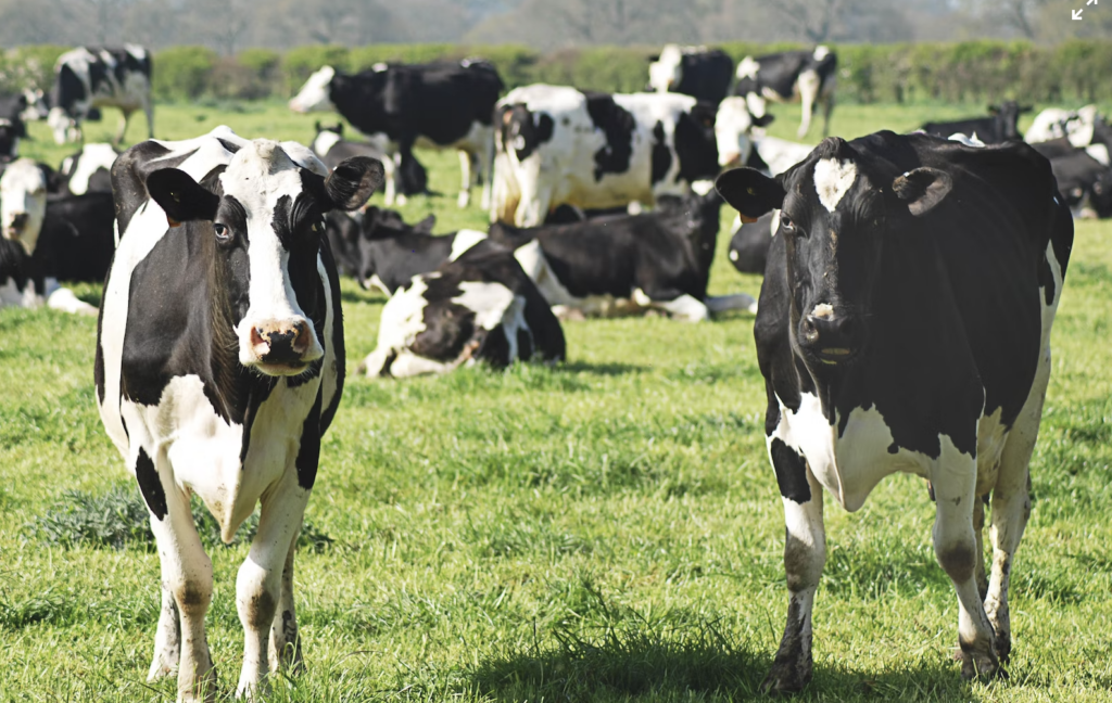 dairy farm; milk prices