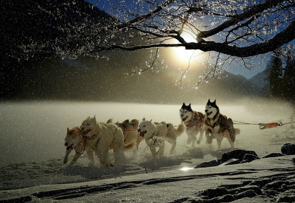 dog sledding