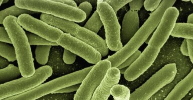brain-eating amoeba shigella bacteria cdc
