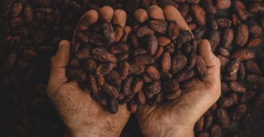 cocoa production