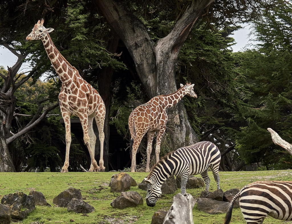 san antonio zoo