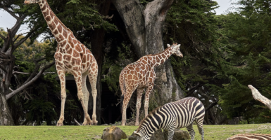 san antonio zoo