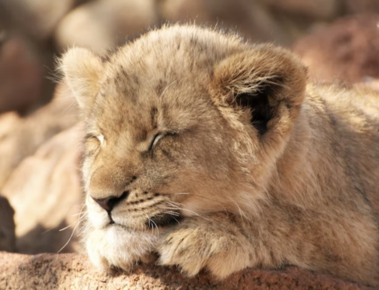 Why The Oklahoma City Zoo Is The Best One To Visit Right Now