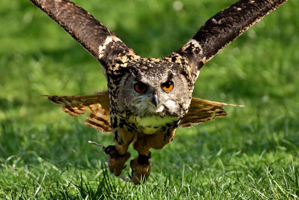 owl attacks