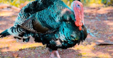 turkey pardon