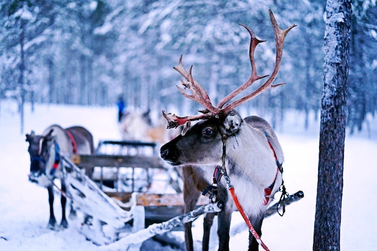 Uber Reindeer Sleigh Rides