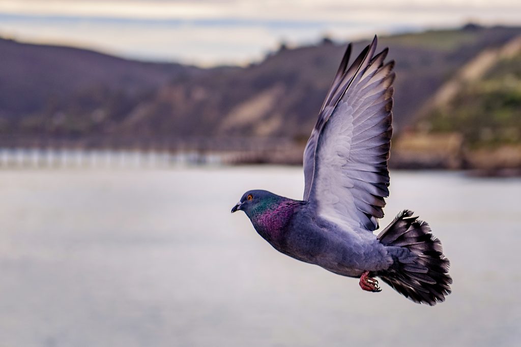 pigeons smuggling drugs