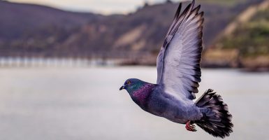 pigeons smuggling drugs