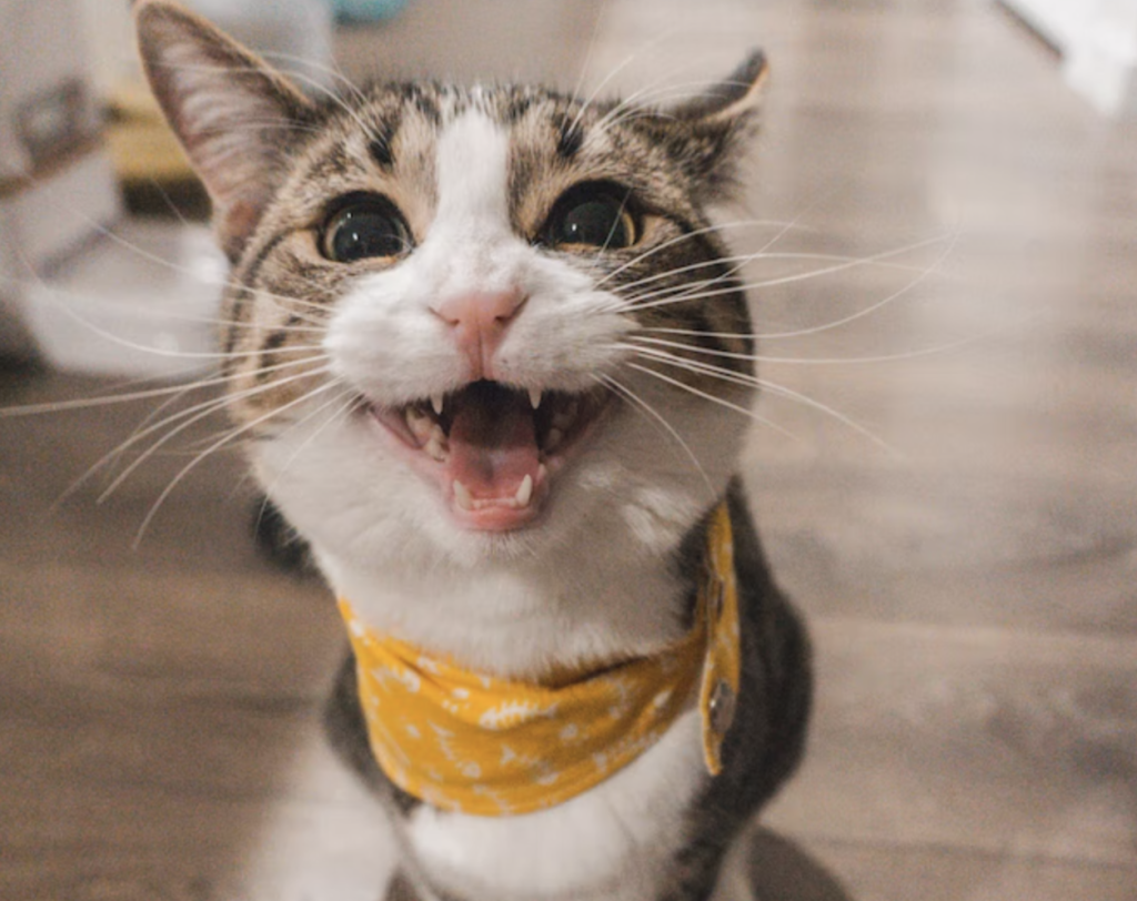 cat toothpaste