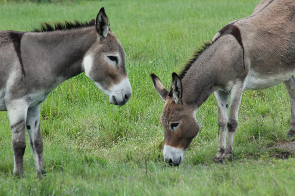 amazon donkey meat