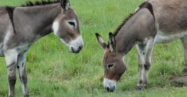 amazon donkey meat