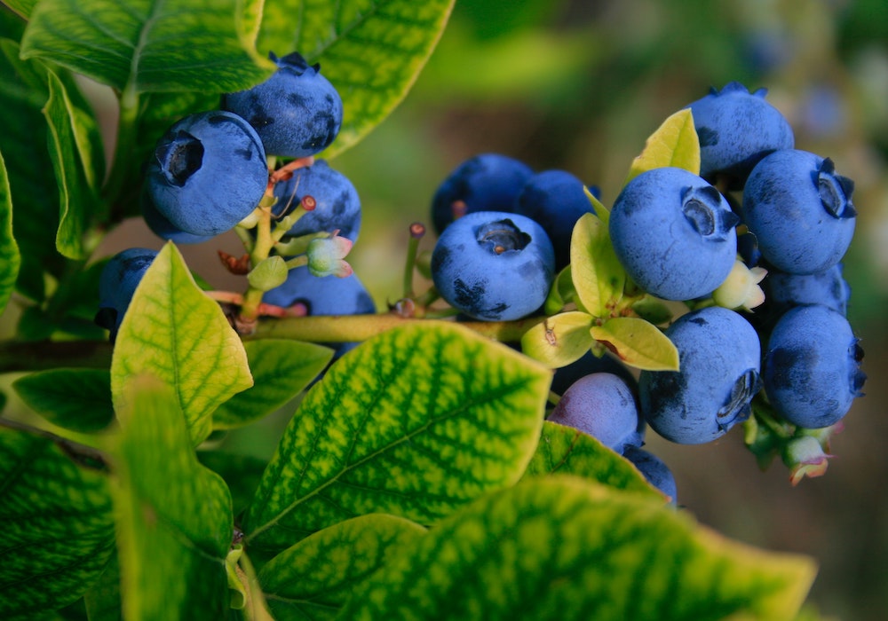 Blueberries