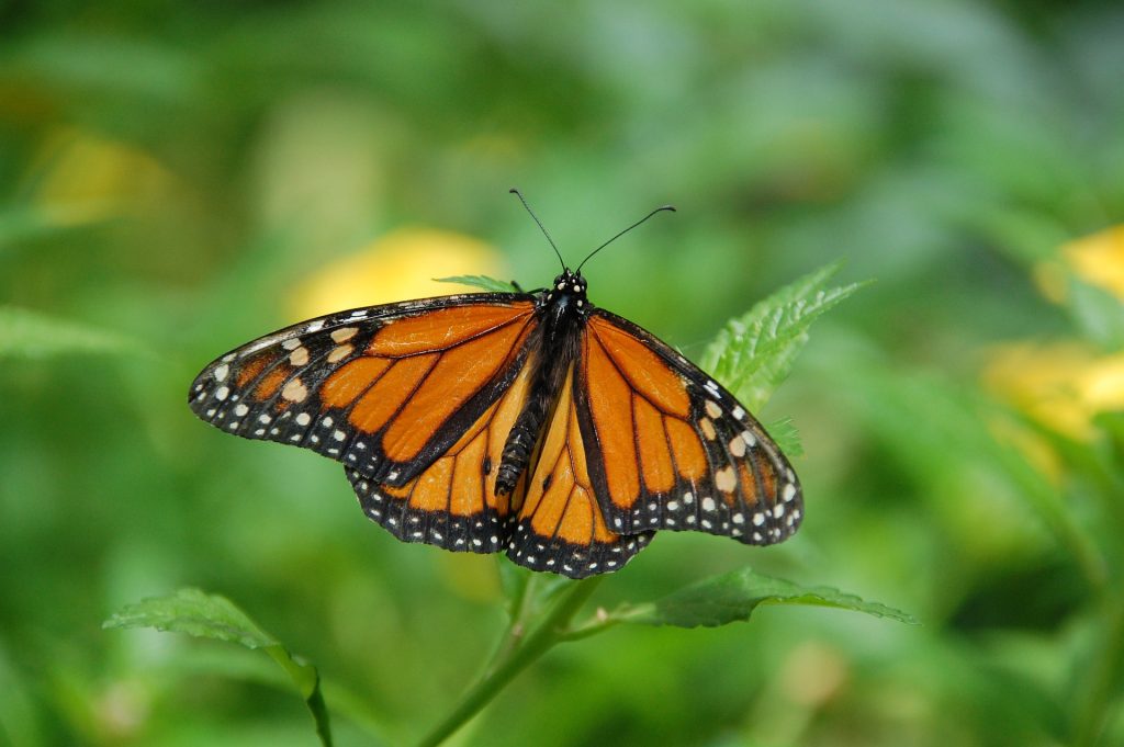 Monarch butterfly