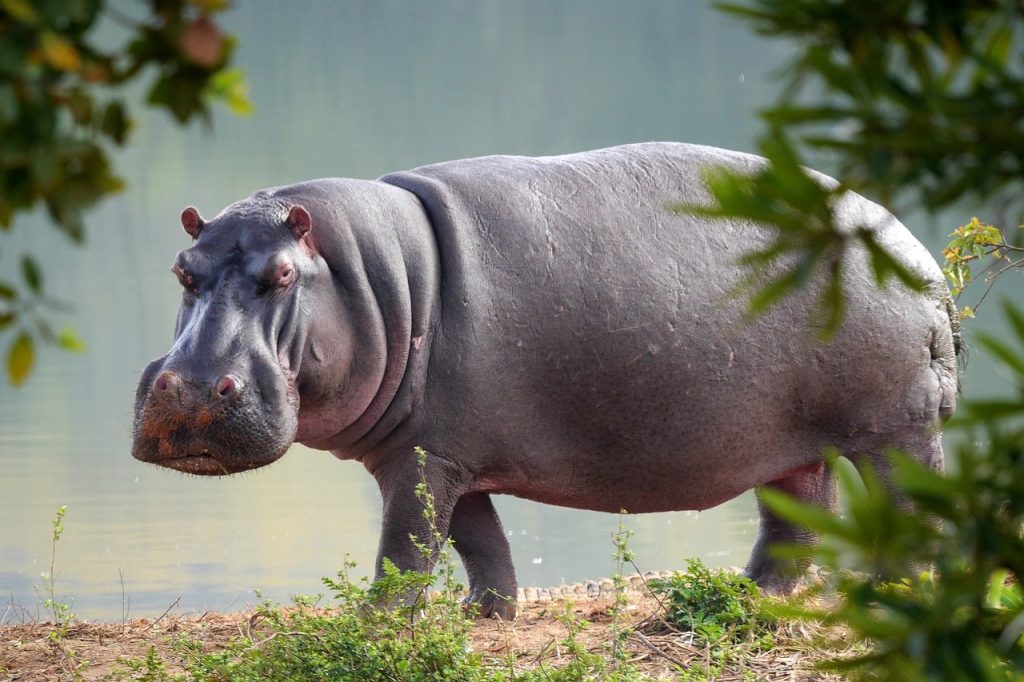 hippos