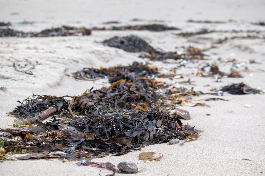 smelly seaweed Florida