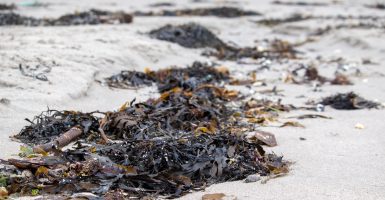 smelly seaweed Florida