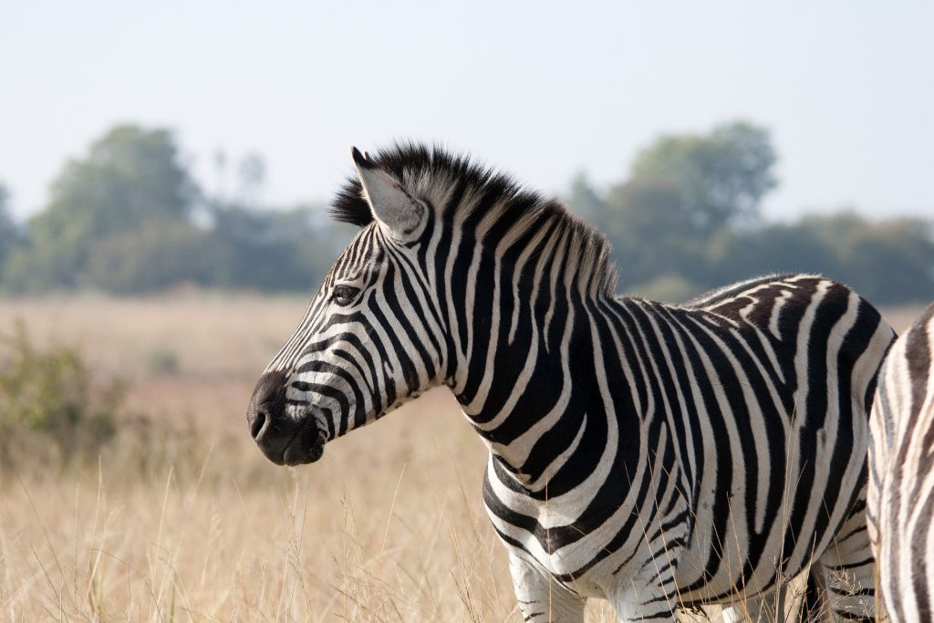 zebra attack