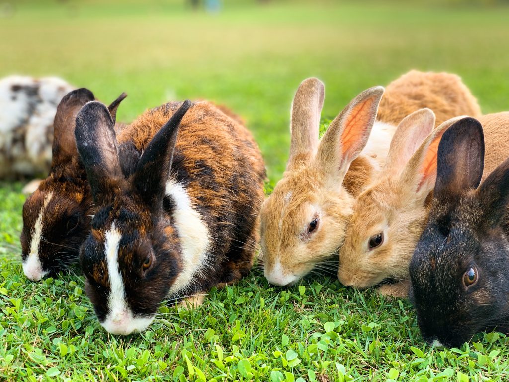 police rabbit