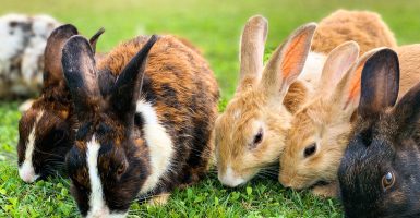 police rabbit