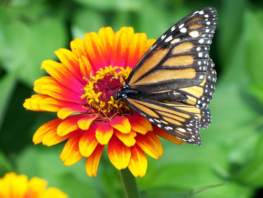 Monarch butterfly