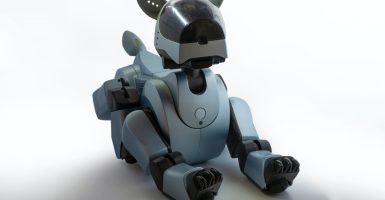 robot dog